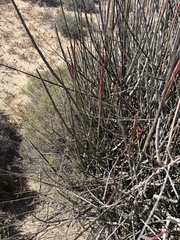 Euphorbia ceroderma, photograph (c) Sula Vanderplank, some rights reserved (CC BY)