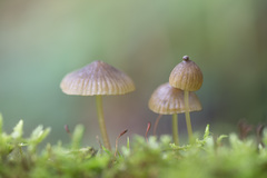Mycena viridimarginata