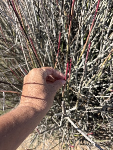 Euphorbia ceroderma