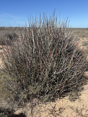 Euphorbia ceroderma, photograph (c) Sula Vanderplank, some rights reserved (CC BY)