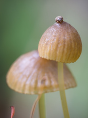 Mycena viridimarginata