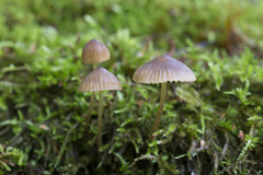 Mycena viridimarginata