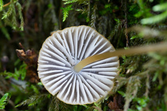 Mycena viridimarginata
