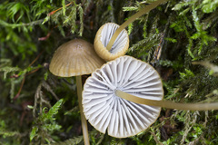Mycena viridimarginata
