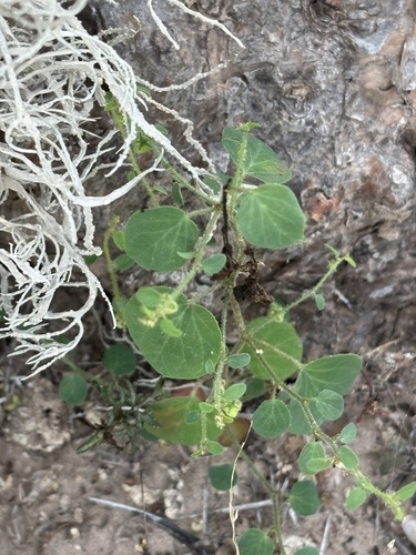 Andrachne microphylla (Andrachne microphylla)