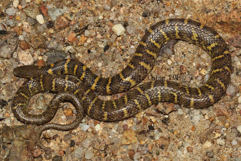 Natricine Snakes (Natricinae) - Snakes and Lizards