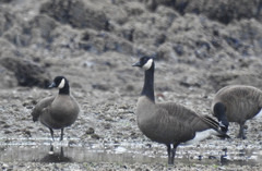 Branta canadensis occidentalis