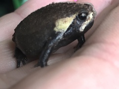 Breviceps mossambicus