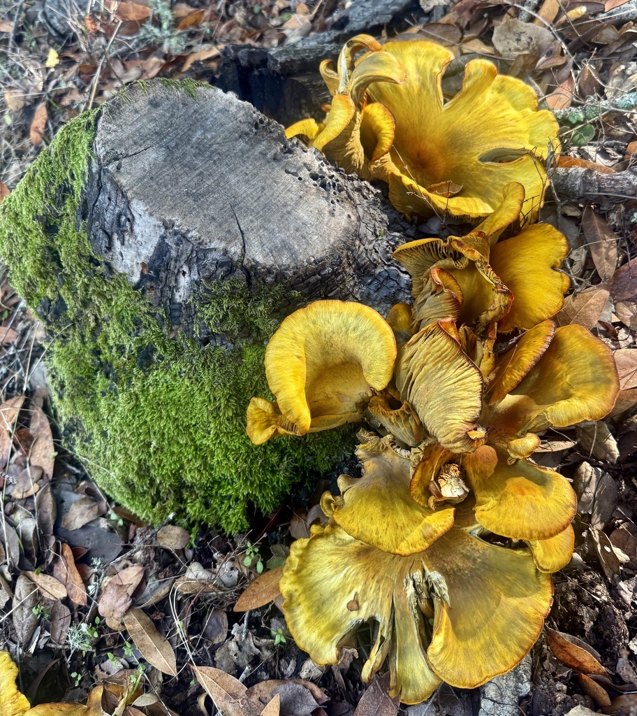 Omphalotus olivascens · November 2025 · photo: © hllrnnr (iNaturalist, cc0)