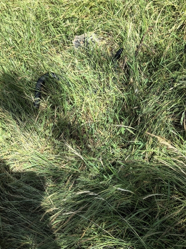 Red-bellied Black Snake sighting