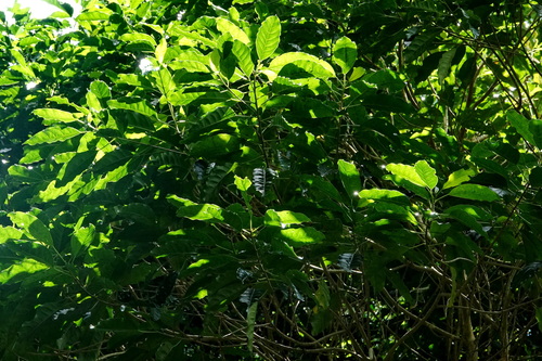 Claoxylon insulanum observed 2025-11-17