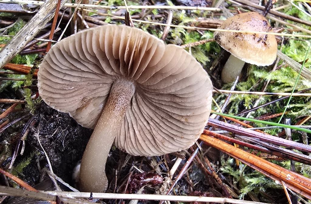Inocybe ceskae · November 2025 · photo: © leannestacy (iNaturalist, cc0)