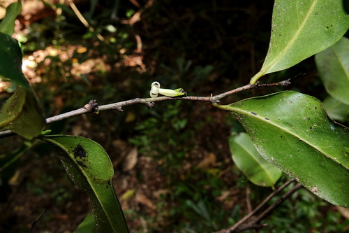 Diospyros samoensis observed 2025-11-17