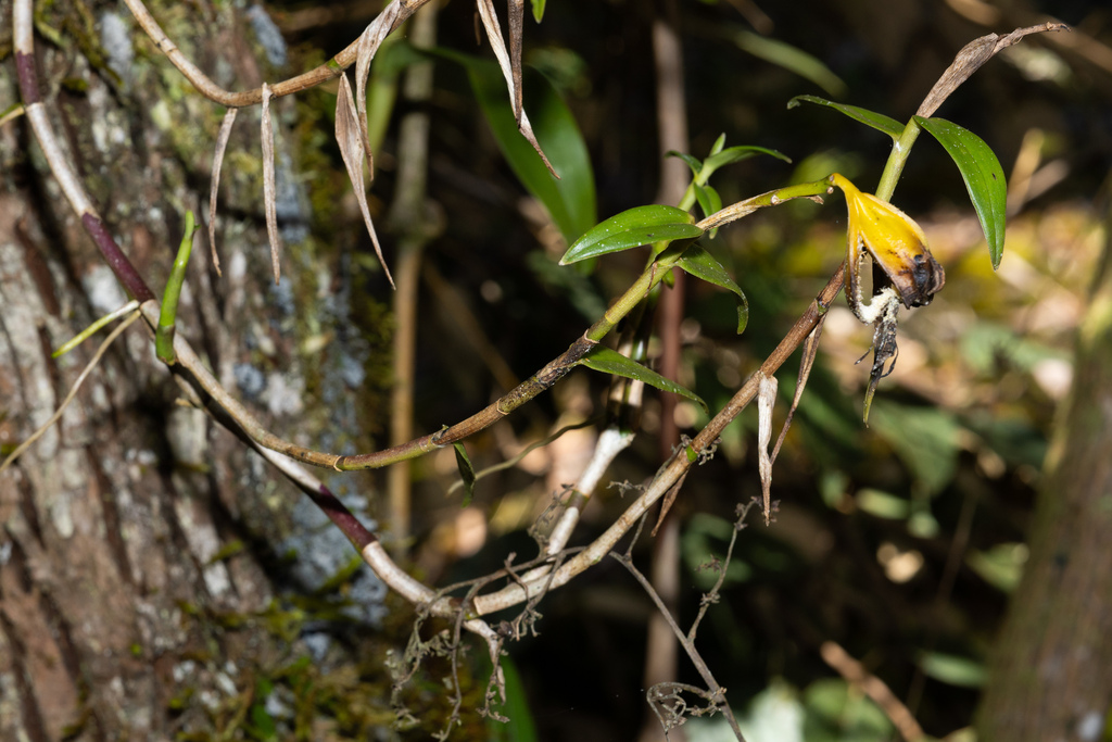 Epidendrum maderoi Schltr. 2