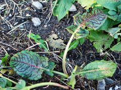 Rumex sanguineus