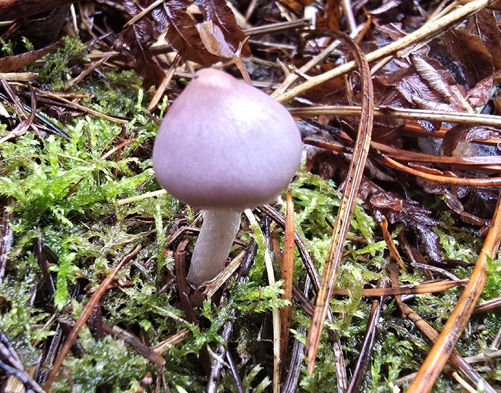 Inocybe sp. 'pallidicremea-PNW03' · November 2025 · photo: © leannestacy (iNaturalist, cc0)