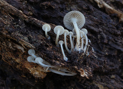Mycena semivestipes