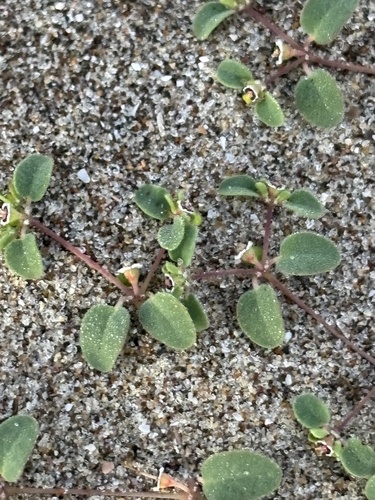 Vizcaino sandmat (Euphorbia vizcainensis)