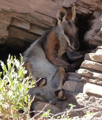 Petrogale xanthopus