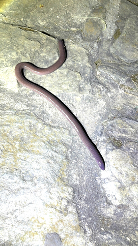 Oaxacan Caecilian, Dermophis oaxacae