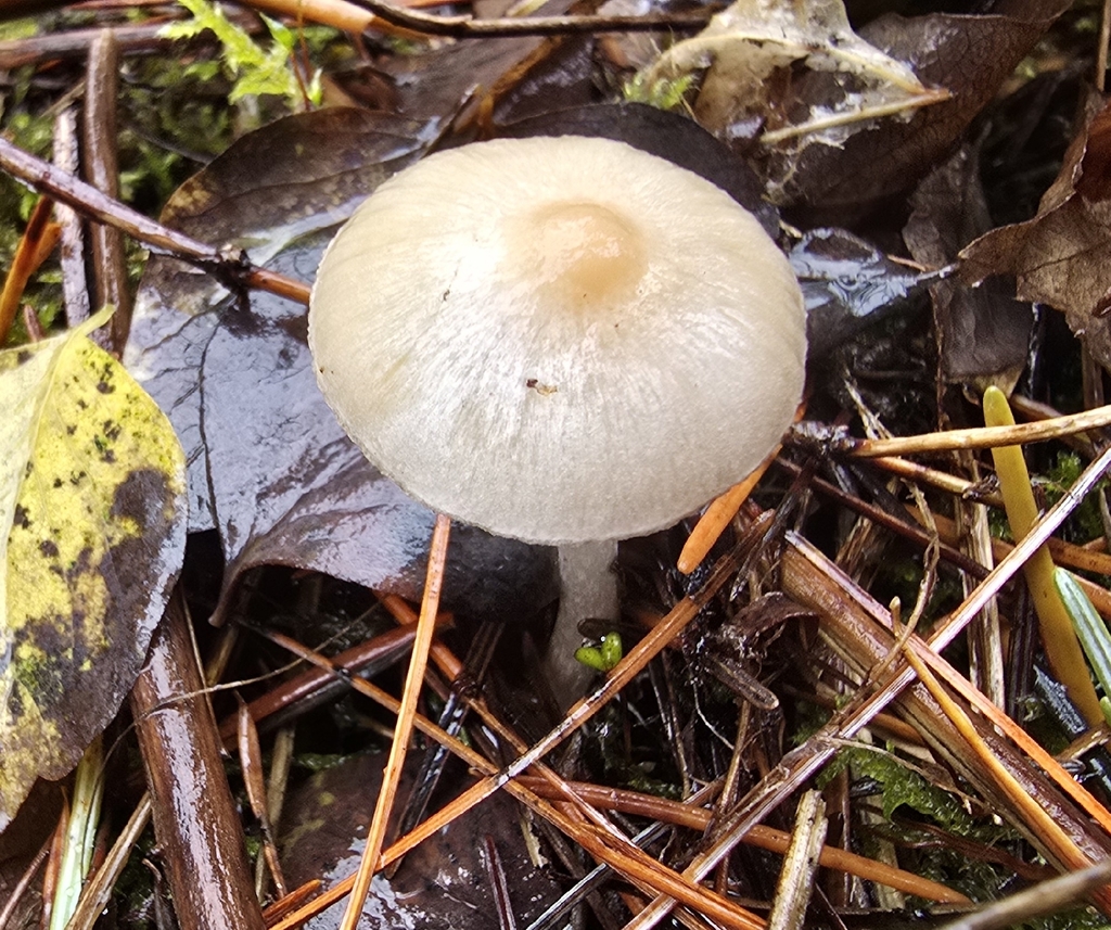 Inocybe sp. 'pallidicremea-PNW03' · November 2025 · photo: © leannestacy (iNaturalist, cc0)