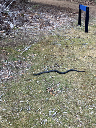Tiger Snake sighting