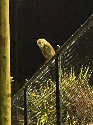 View observation of {o.common_name} on iNaturalist