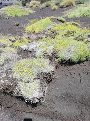 Azorella trifurcata