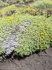 Azorella trifurcata