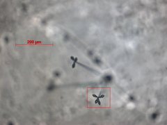 Arthrobotrys dactyloides