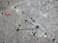 Arthrobotrys dactyloides