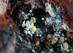 Lachnellula resinaria