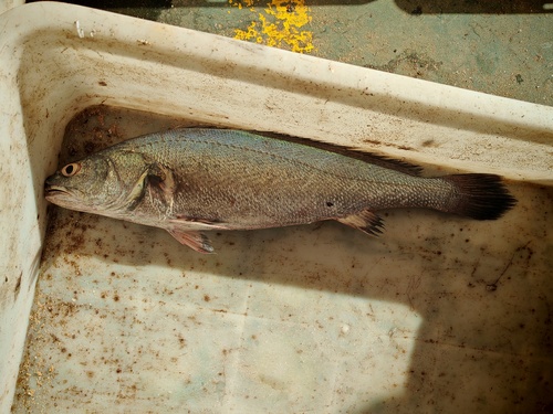 Miiuy-ombervis (Miichthys miiuy) — Sciaenidae