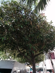 Chrysophyllum