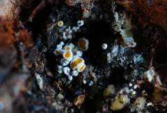 Lachnellula resinaria