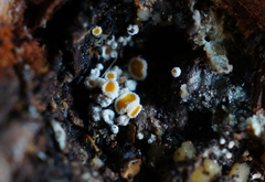 Lachnellula resinaria