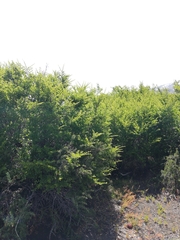 Nothofagus antarctica