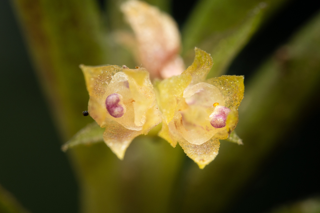 Fernandezia debedoutii