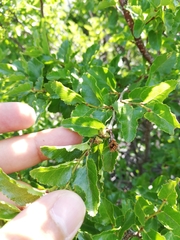 Nothofagus antarctica