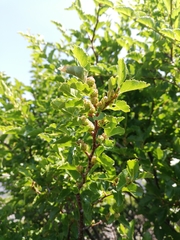 Nothofagus antarctica