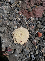 Rosulatae
