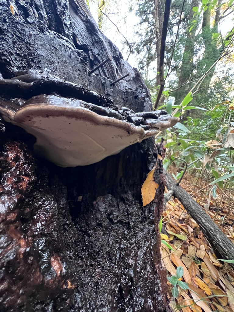 Ganoderma australe · November 2025 · photo: © dschigel (iNaturalist, cc-by)