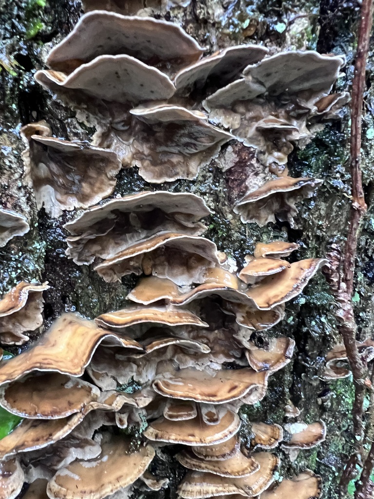 Bjerkandera adusta · November 2025 · photo: © dschigel (iNaturalist, cc-by)