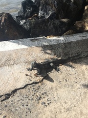 Ctenosaura oedirhina