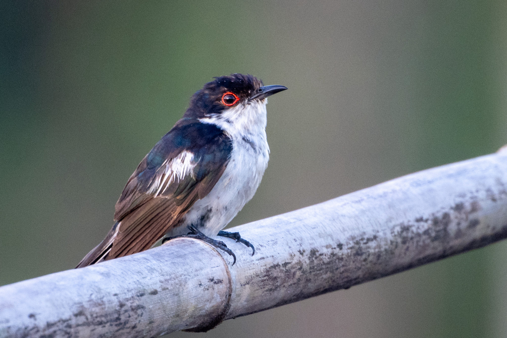 Pied Bronze-Cuckoo photo