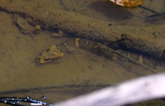 Homalopsis mereljcoxi