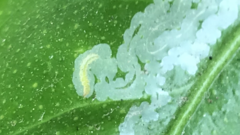 Phyllocnistis citrella