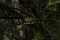 Phylloscopus castaniceps
