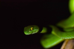 Trimeresurus macrops
