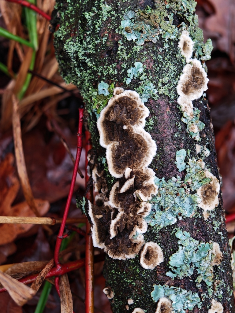 Porostereum spadiceum · November 2025 · photo: © p_andrey (iNaturalist, cc-by-nc)
